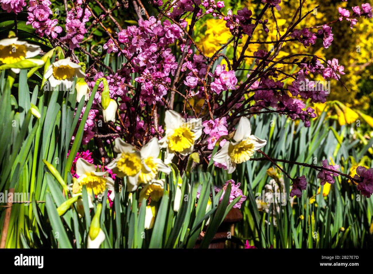 Daffodils sotto fiore prunus rosa Foto Stock