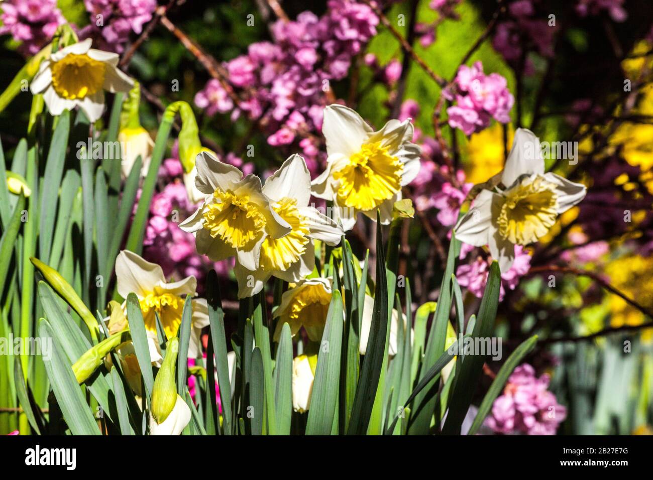 Daffodils Ice Follies Prunus Foto Stock