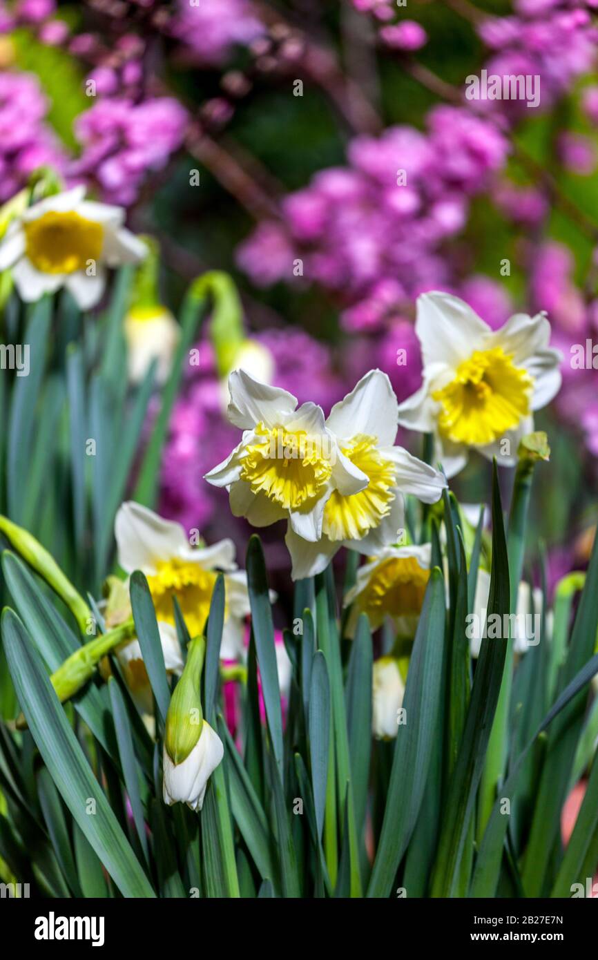 Daffodils Ice Follies Pink Prunus marzo giardino Foto Stock