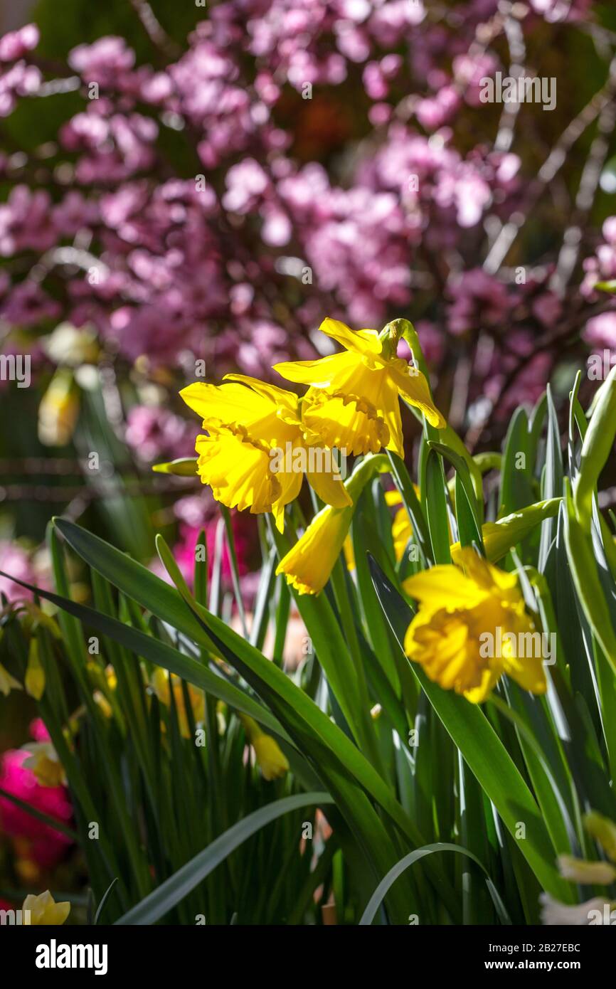 Daffodils gialli Narciso 'Golden Harvest' fiori primaverili in giardino Foto Stock