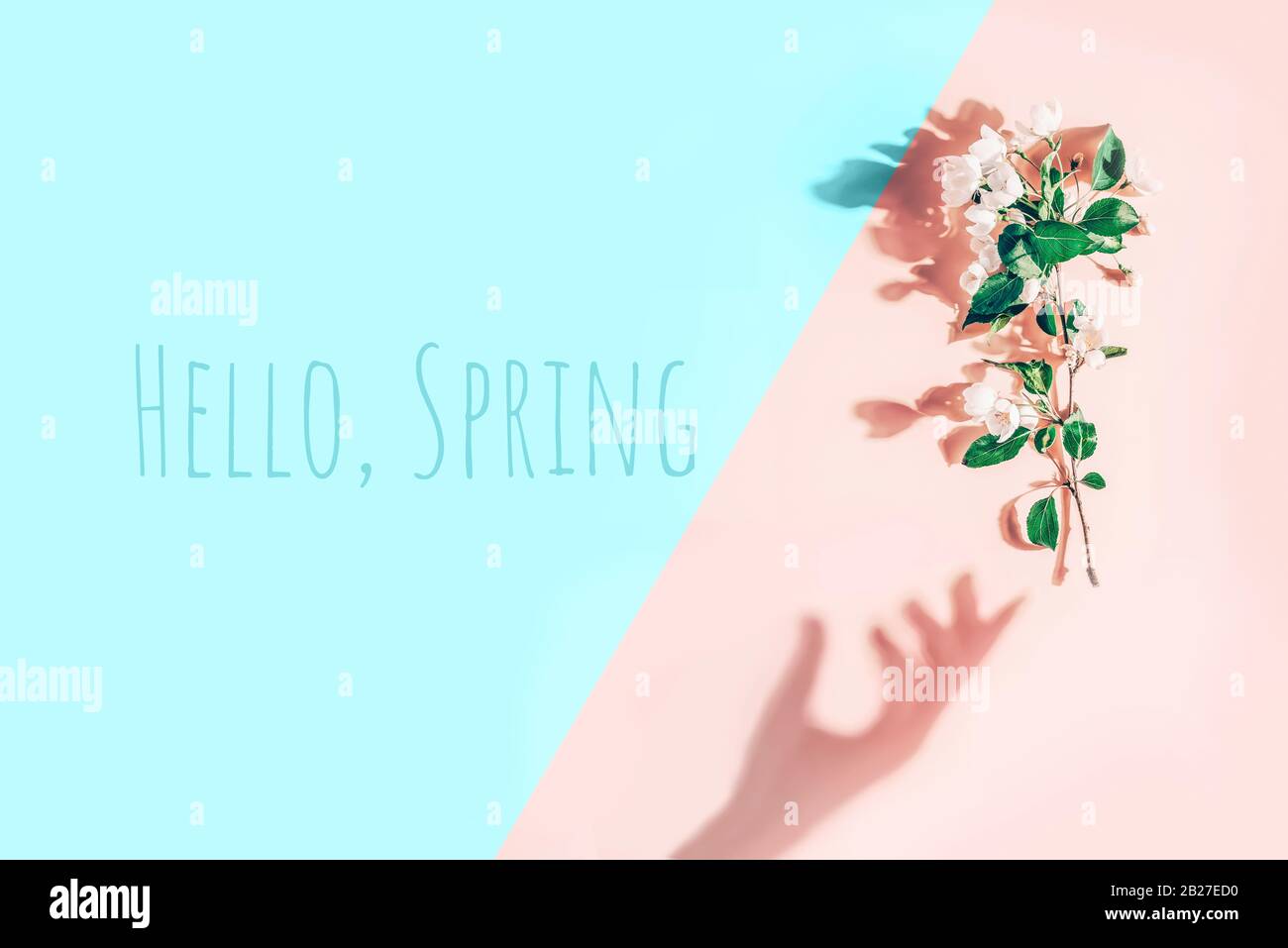 Layout creativo con un ramo di fiori di mela su sfondo rosa pastello e blu. Disposizione piatta. Concetto minimo di primavera Foto Stock