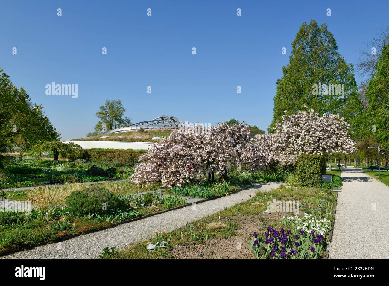 Blühende Bäume, Beete, Sealife, Berggarten, Herrenhäuser Gärten, Hannover, Niedersachsen, Deutschland Foto Stock