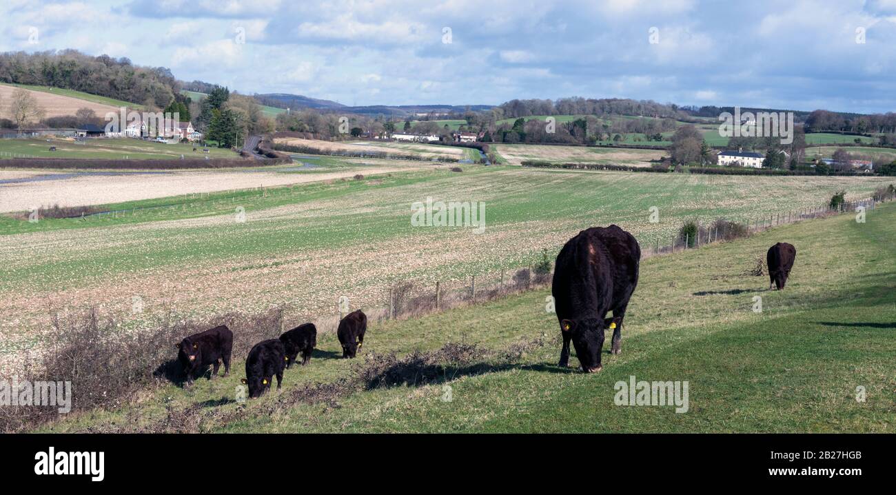 Vista panoramica a ovest di Forestside vicino al castello di Roland, Hampshire, Inghilterra, Regno Unito con bestiame in primo piano. Foto Stock