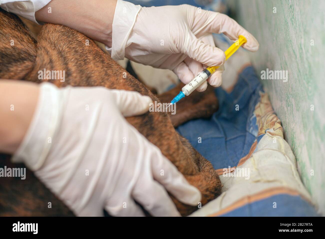 ambulanze veterinarie trattamento di un animale malato. medico veterinario dà un'iniezione ad un cane vaccino rabbia primo piano. Foto Stock