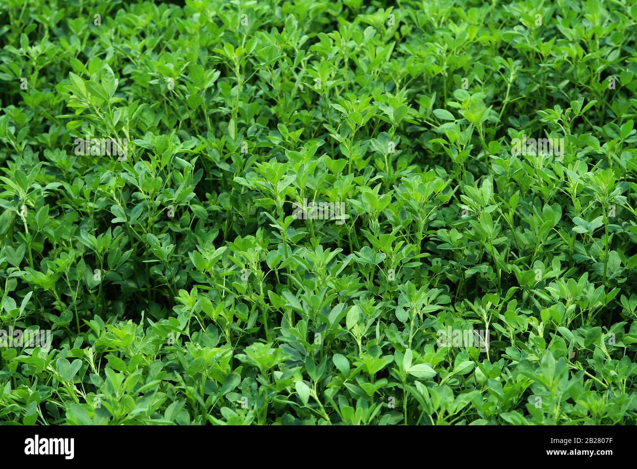 Erba medica o Lucerna (Medicago Sativa) come foraggio di bestiame che cresce sul campo. Foto Stock