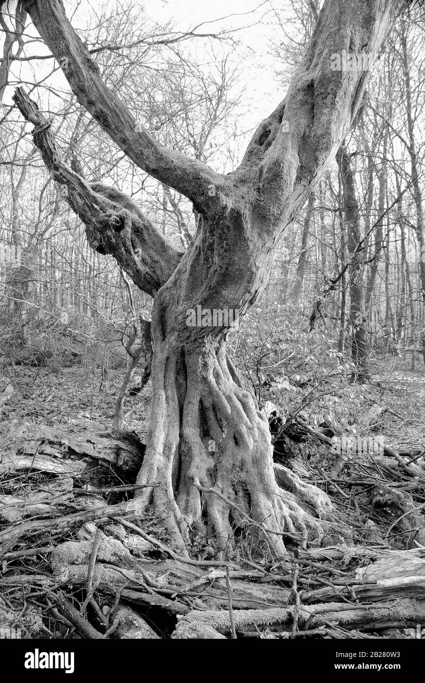 Quercia dead, in piedi, nella foresta primeval di Sababurg, Germania, foto in bianco e nero Foto Stock