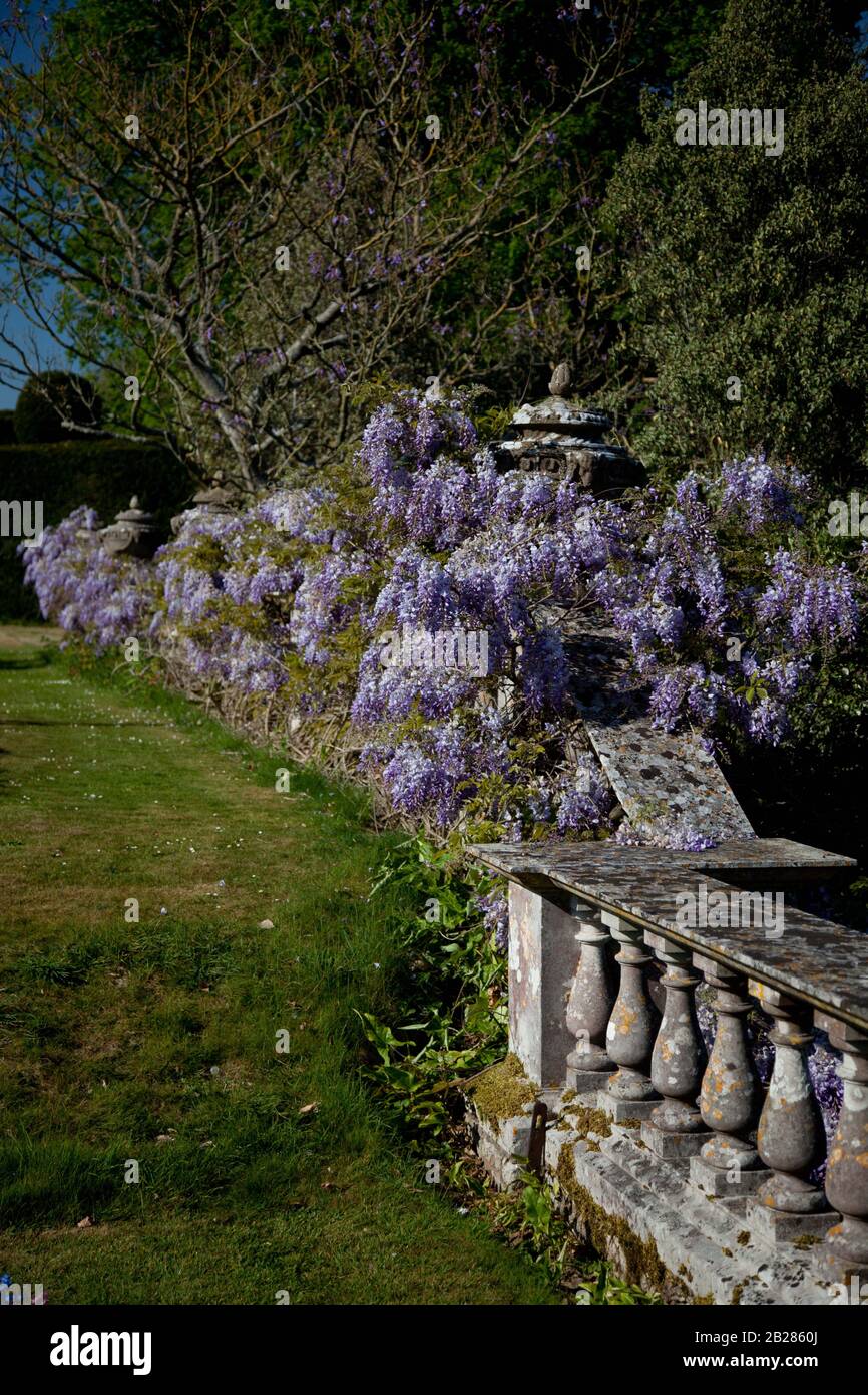 Fioritura Wisteria che cresce lungo un muro di balaustra in pietra Foto Stock