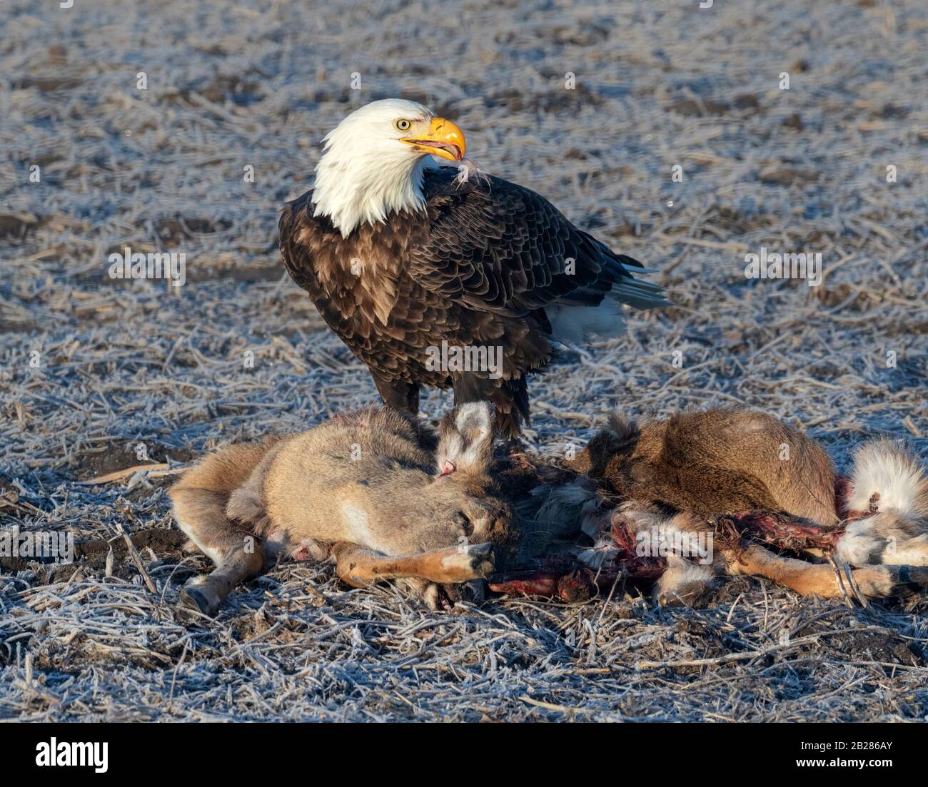 Aquila calva (Leucocephalus di Haliaeetus) che assorbe su un cervo ucciso della strada, Iowa, Stati Uniti. Foto Stock Aquila calva (Leucocephalus di Haliaeetus) che assorbe su un cervo ucciso della strada, Iowa, Stati Uniti. Foto Stock