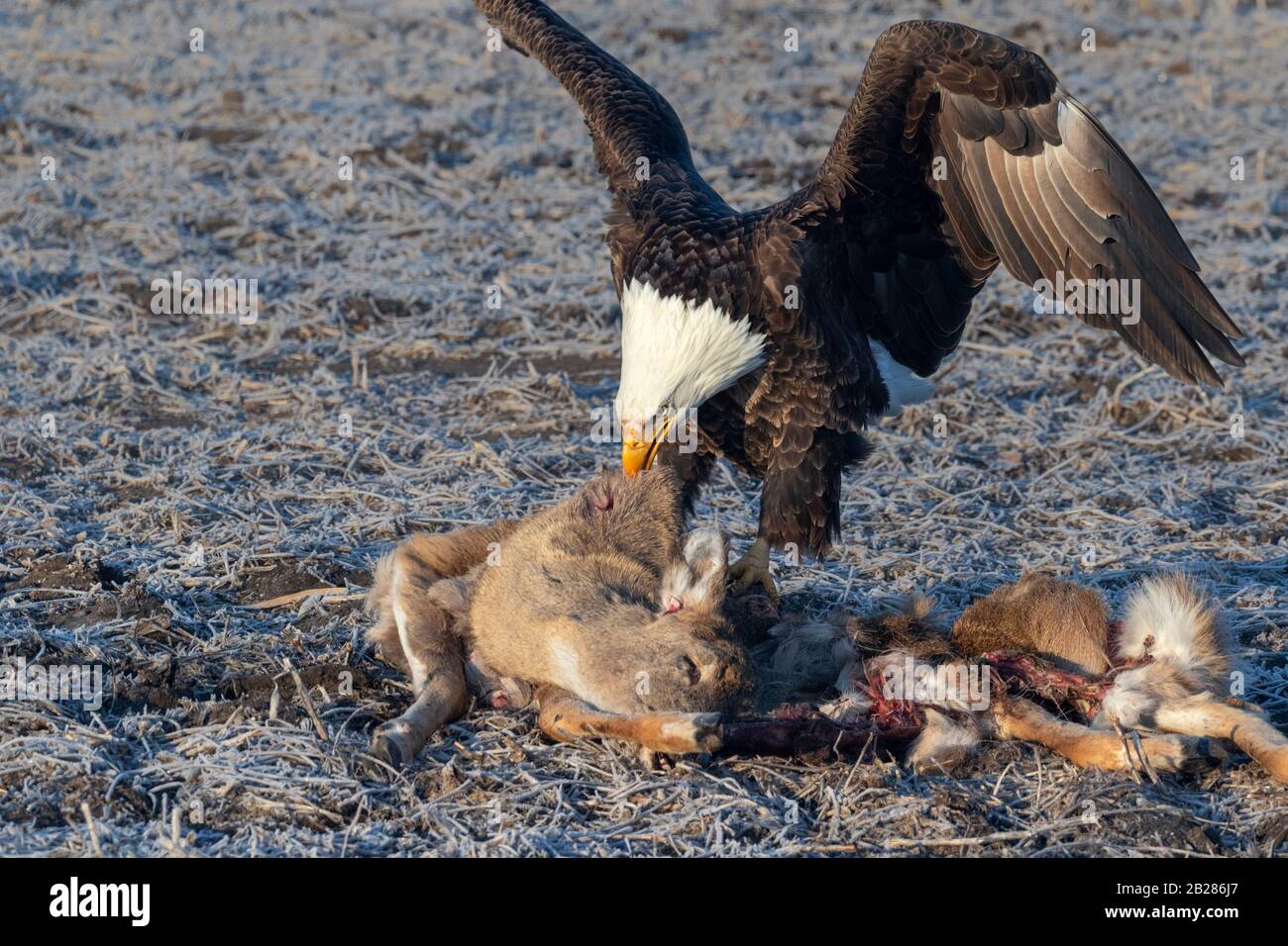 Aquila calva (Leucocephalus di Haliaeetus) che assorbe su un cervo ucciso della strada, Iowa, Stati Uniti. Foto Stock Aquila calva (Leucocephalus di Haliaeetus) che assorbe su un cervo ucciso della strada, Iowa, Stati Uniti. Foto Stock