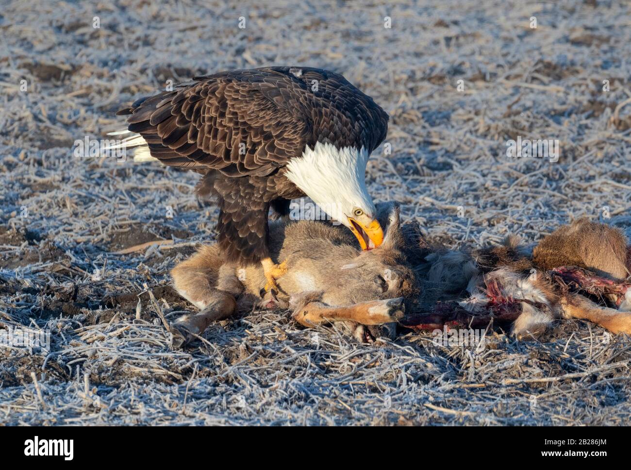 Aquila calva (Leucocephalus di Haliaeetus) che assorbe su un cervo ucciso della strada, Iowa, Stati Uniti. Foto Stock Aquila calva (Leucocephalus di Haliaeetus) che assorbe su un cervo ucciso della strada, Iowa, Stati Uniti. Foto Stock