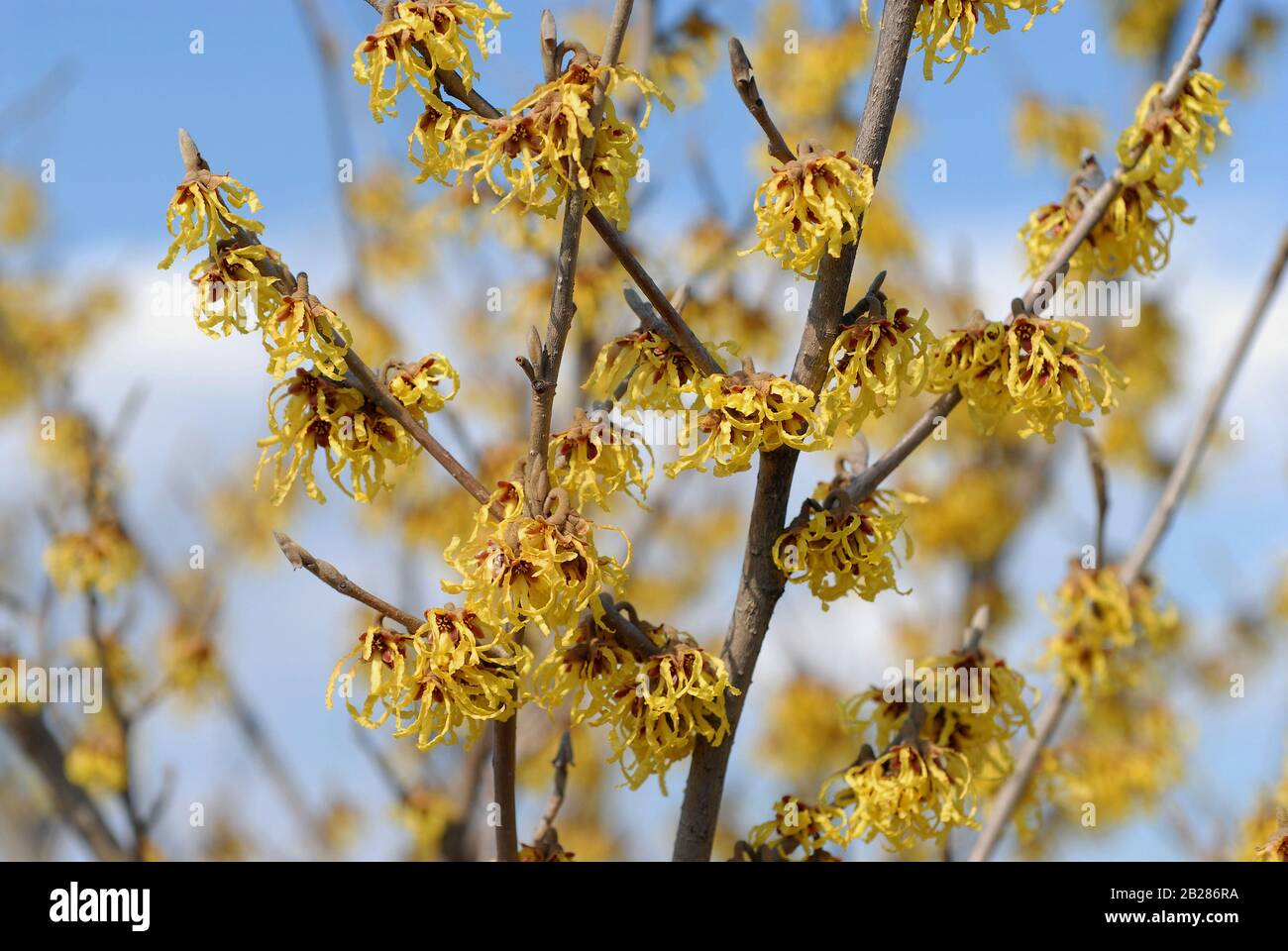 Hamamelis intermedia 'Arnold promessa" Foto Stock