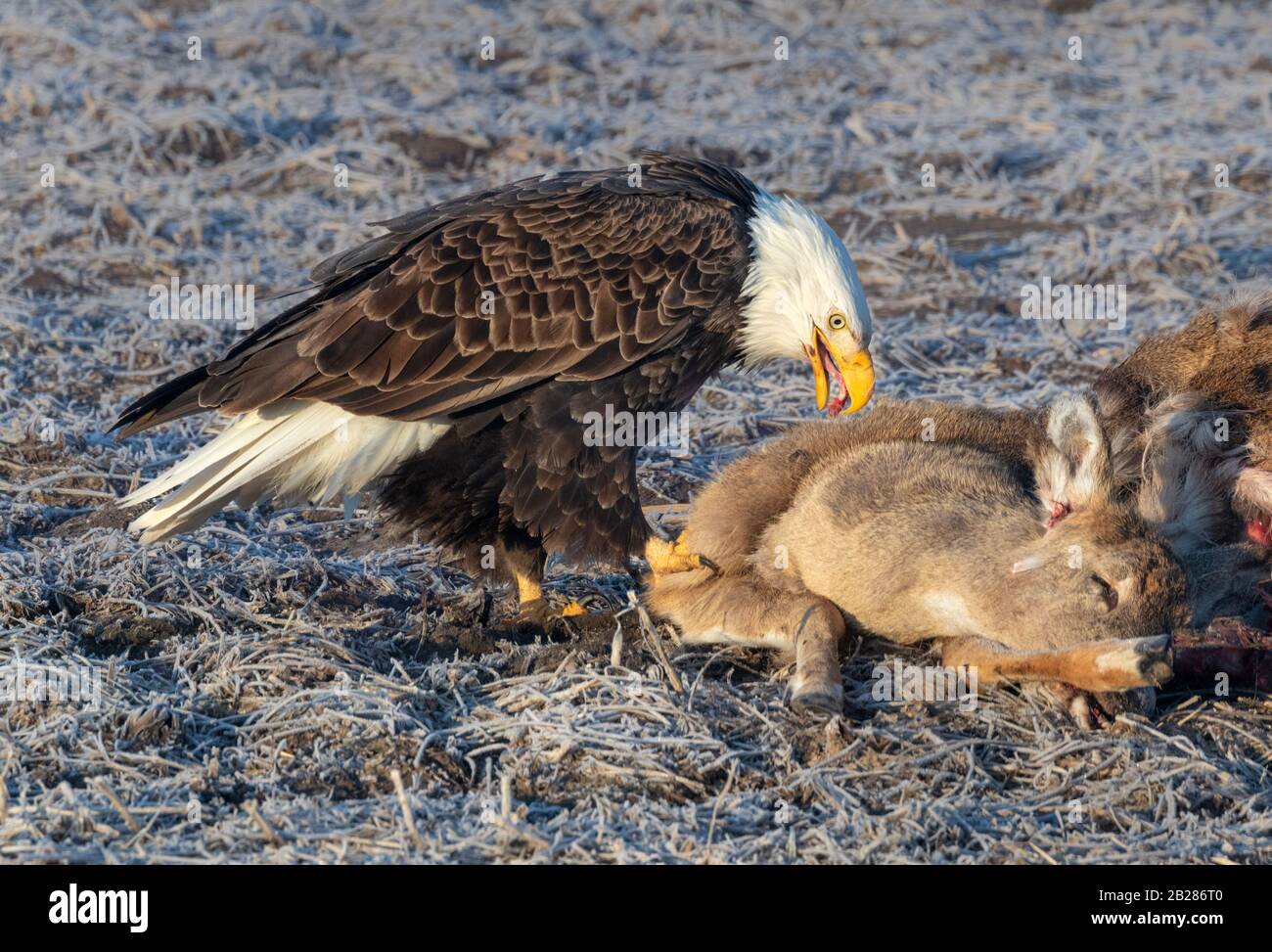 Aquila calva (Leucocephalus di Haliaeetus) che assorbe su un cervo ucciso della strada, Iowa, Stati Uniti. Foto Stock Aquila calva (Leucocephalus di Haliaeetus) che assorbe su un cervo ucciso della strada, Iowa, Stati Uniti. Foto Stock