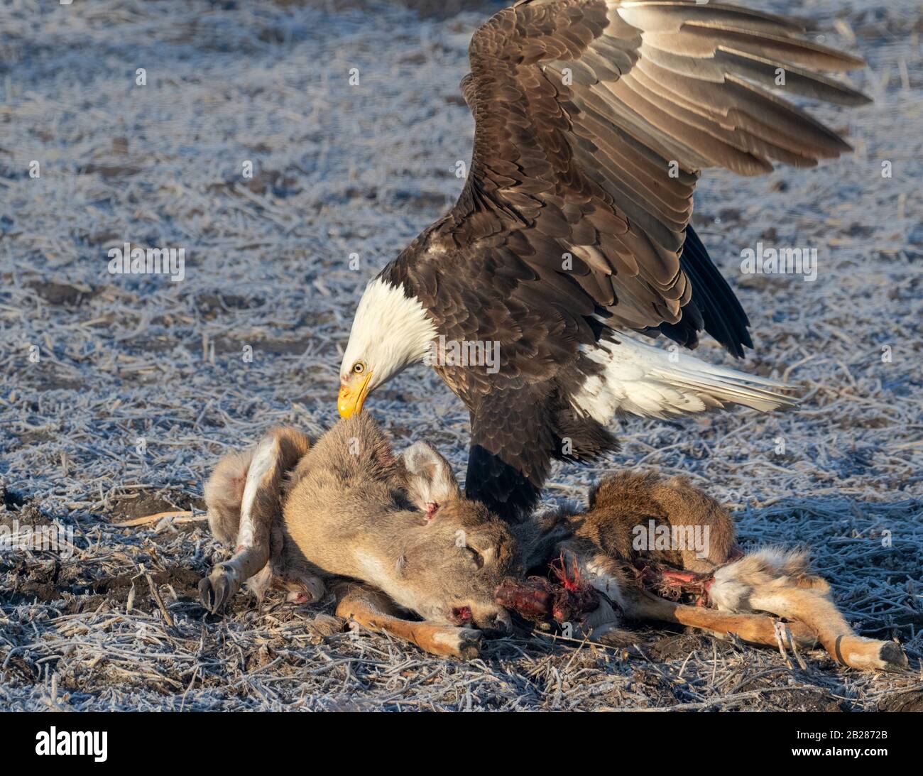 Aquila calva (Leucocephalus di Haliaeetus) che assorbe su un cervo ucciso della strada, Iowa, Stati Uniti. Foto Stock Aquila calva (Leucocephalus di Haliaeetus) che assorbe su un cervo ucciso della strada, Iowa, Stati Uniti. Foto Stock