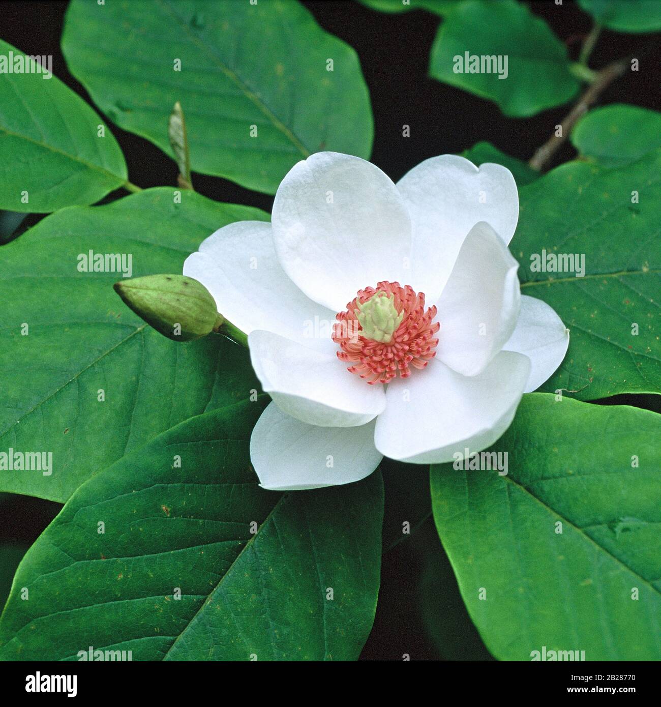 Magnolia sieboldii Foto Stock