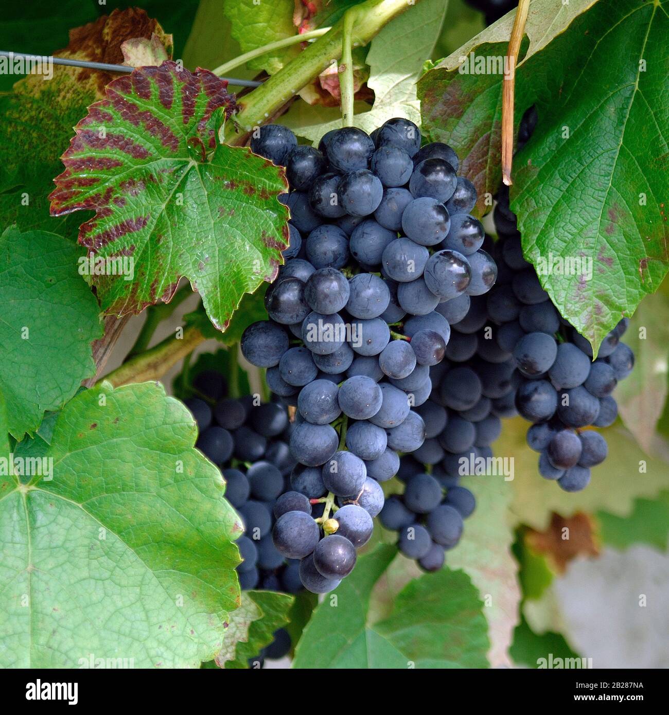 Vitis vinifera "Venus" Foto Stock