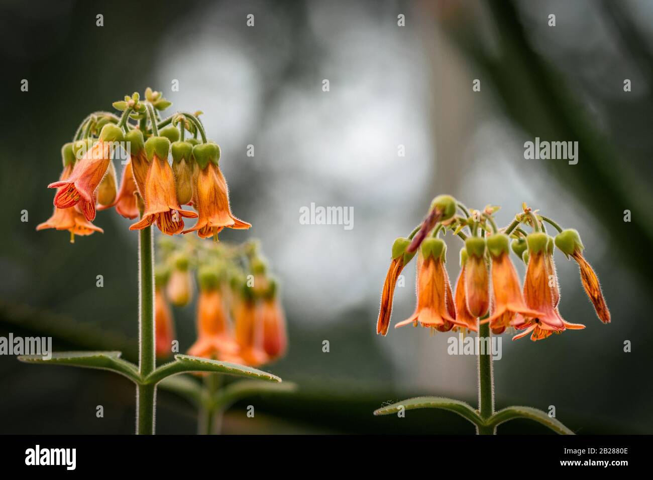 Dettaglio primo piano kalanchoe pubescens fiori d'arancio Foto Stock
