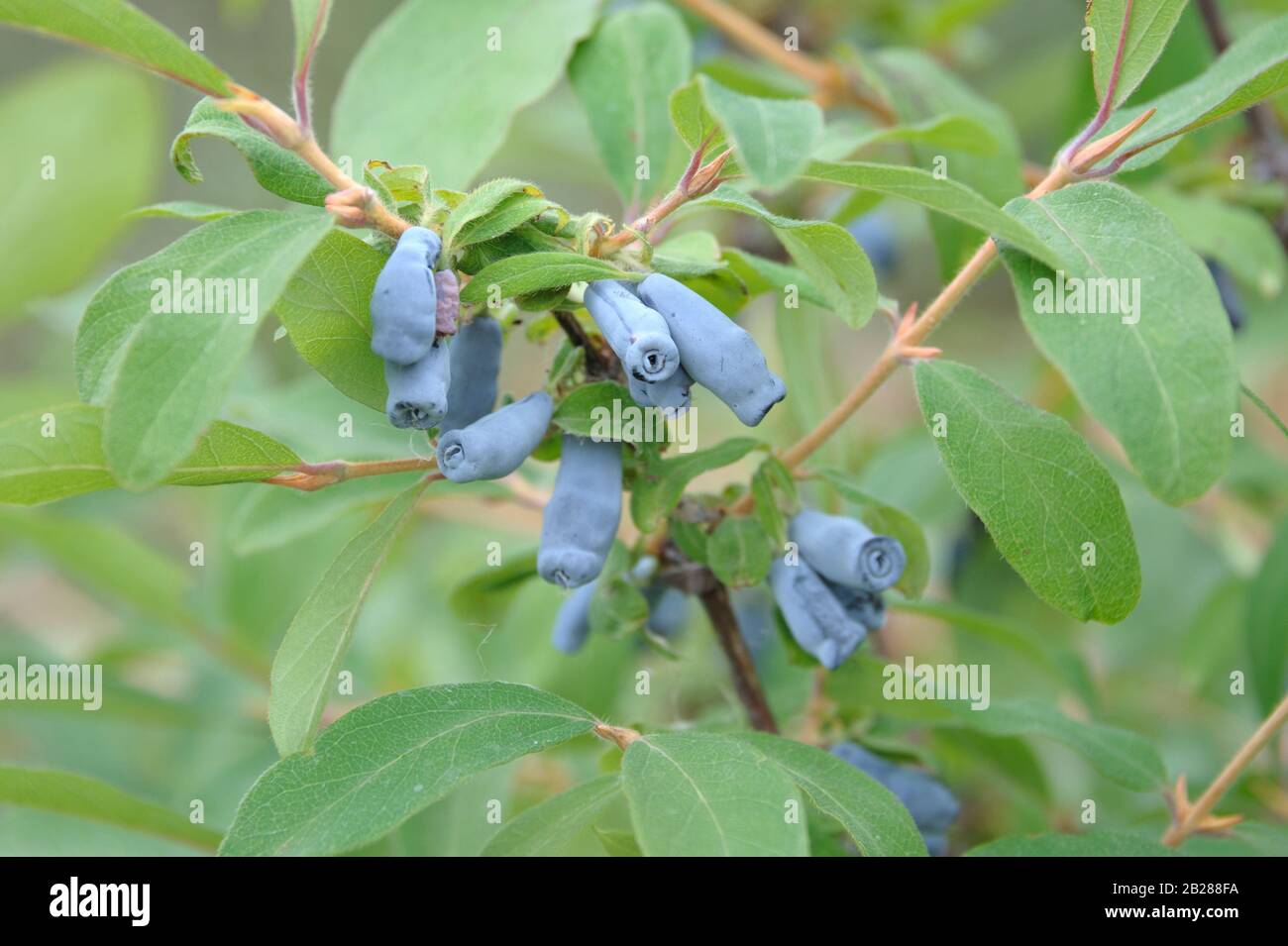Blaue Honigbeere (Lonicera caerulea 'Morena') Foto Stock