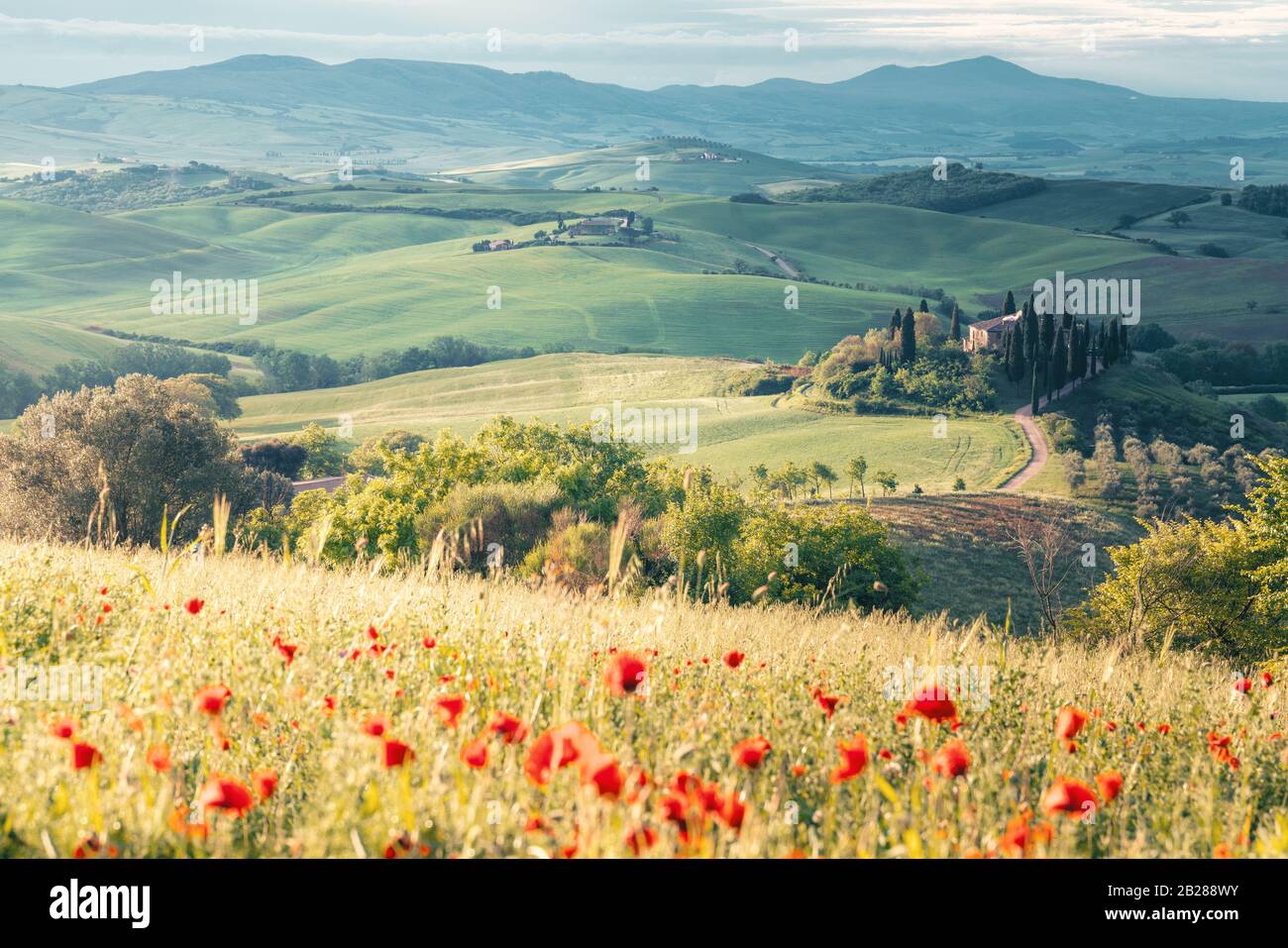 Fiori di papavero e prato in primavera, colline ondulate sullo sfondo. Toscana Foto Stock