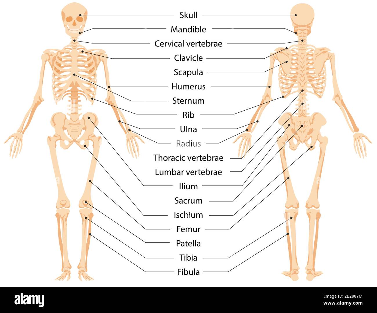 Immagine grafica vettoriale della vista anteriore e della vista posteriore dell'infografica dello scheletro anatomico umano Illustrazione Vettoriale