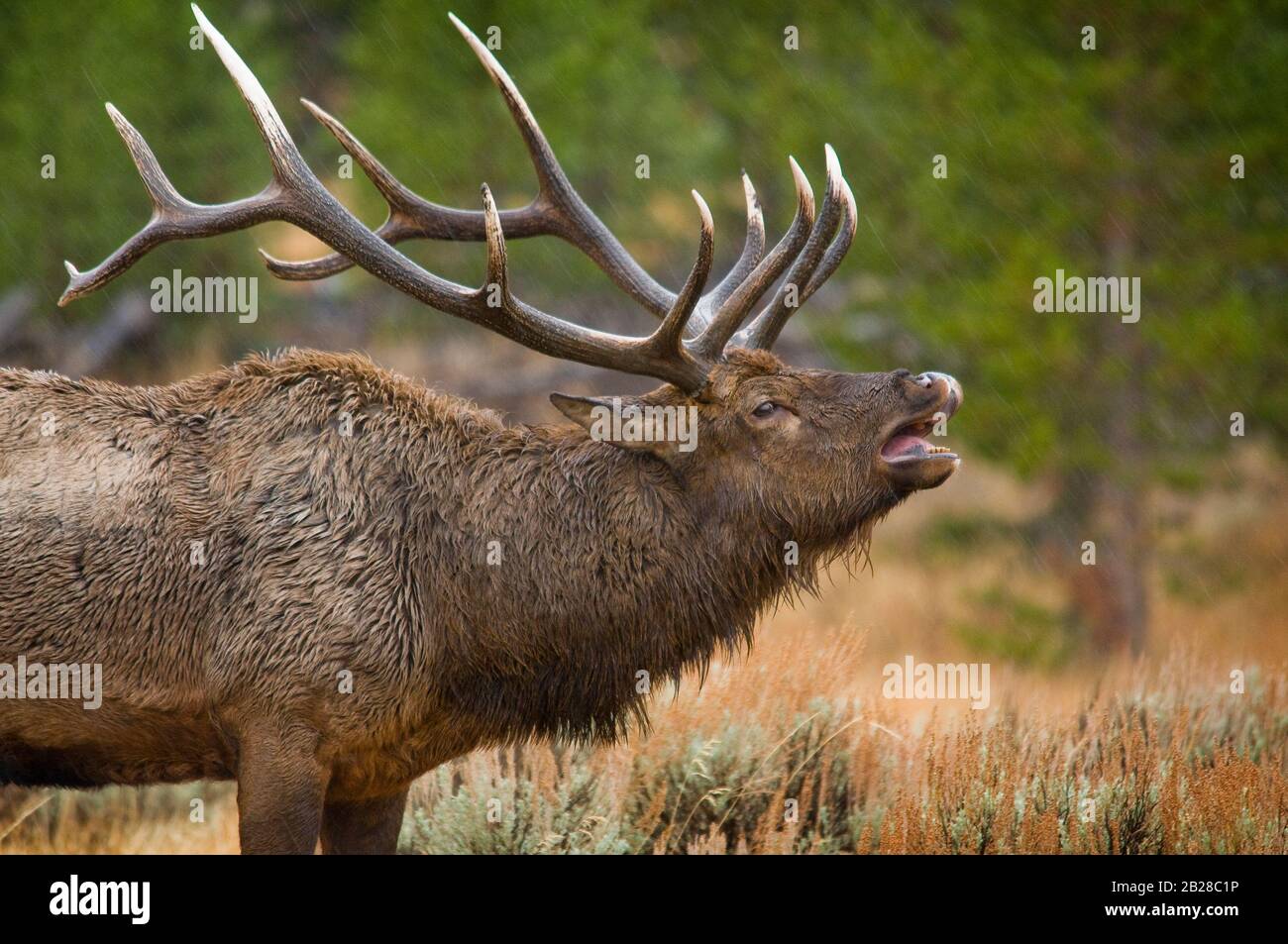 Grande toro Elk Bugling con una bocca aperta e denti esposti tutti bagnati nella pioggia tra gli abeti e gli alti arbusti salvia deserto Foto Stock