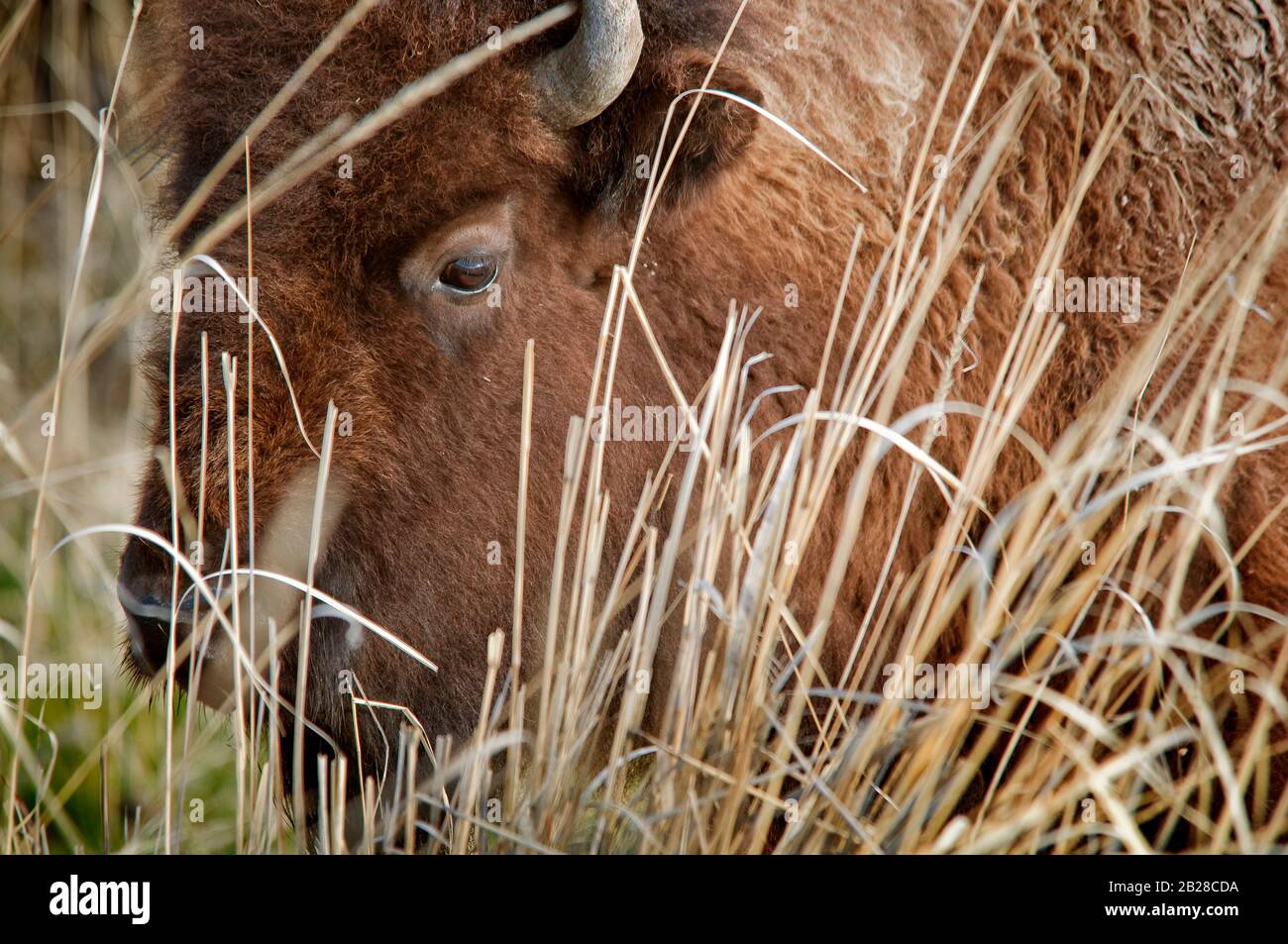 Primo piano di un grosso bisonte nell'erba molto alta con il suo occhio sinistro che mostra attraverso un po 'di un'apertura nelle lame dorate alte di erbe invecchiate Foto Stock Primo piano di un grosso bisonte nell'erba molto alta con il suo occhio sinistro che mostra attraverso un po 'di un'apertura nelle lame dorate alte di erbe invecchiate Foto Stock
