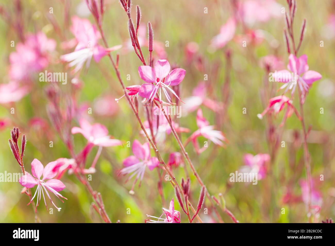 Piccoli fiori di colore rosa chiaro (Siskiyou Pink Gaura) alla luce del sole al mattino estivo. Messa a fuoco selettiva. Foto Stock