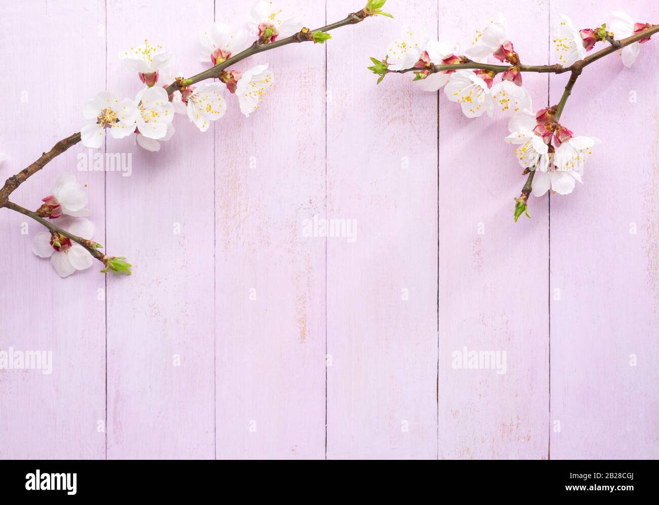 Due rami di Apricot con fiori bianchi su una tavola di legno di shabby rosa chiaro. Vista dall'alto. Foto Stock