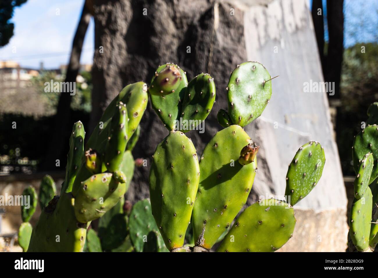 Cactus e pietra al mattino con la sua spina dorsale Foto Stock