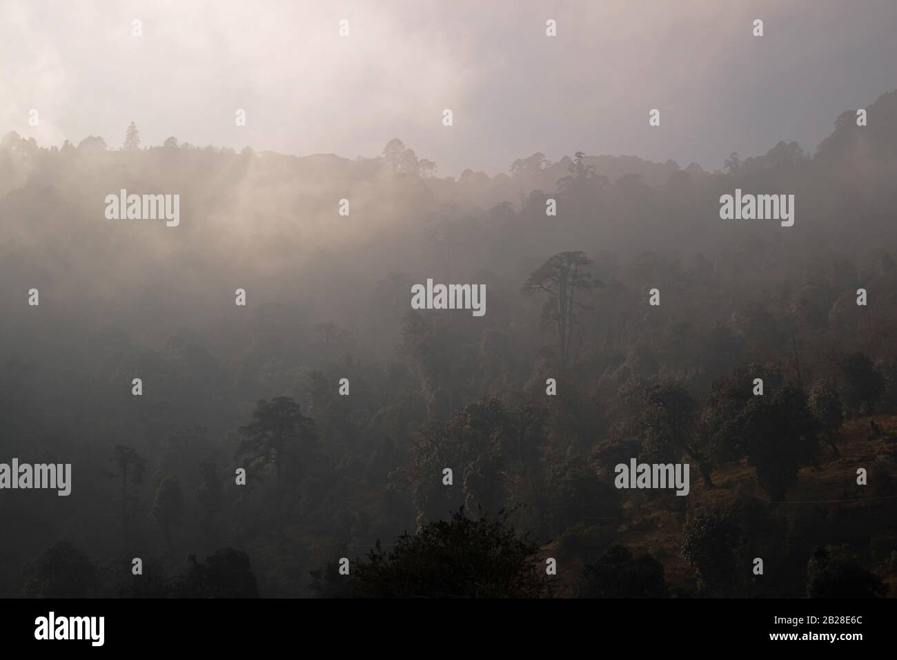 Foreste Misty delle colline himalayane bhutanesi Foto Stock