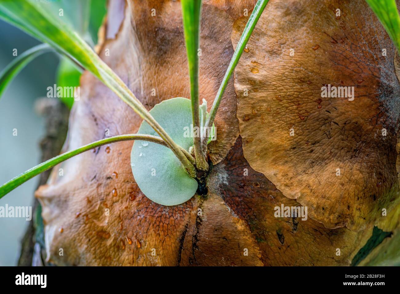 Particolare di una pianta di felce di elkhorn (Platycerium bifurcatum) Foto Stock