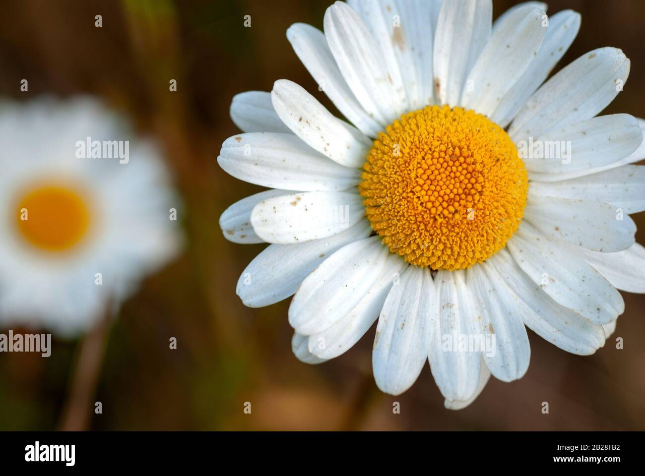 Primo piano e immagine isolata di un fiore bianco e giallo a margherita con pedali bianchi ricoperti di polline e uno sfondo oscuro Foto Stock