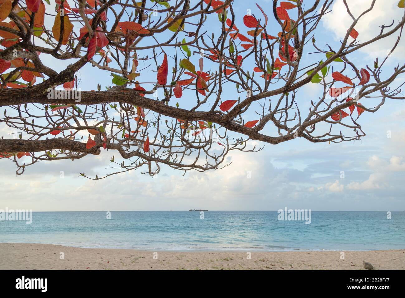 Incantevole vista dei rami e foglie di un albero di mandorla vicino a Vigie Beach Foto Stock