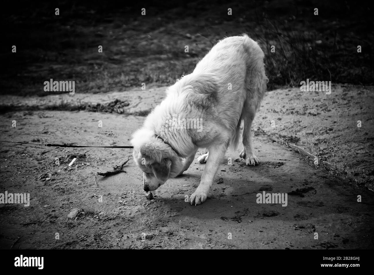 Cane mastiff bianco su strada passeggiando, animali domestici Foto Stock