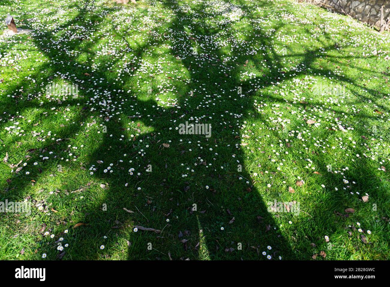 Ombra di un albero alla fine dell'inverno su erba verde e margherite. Foto Stock