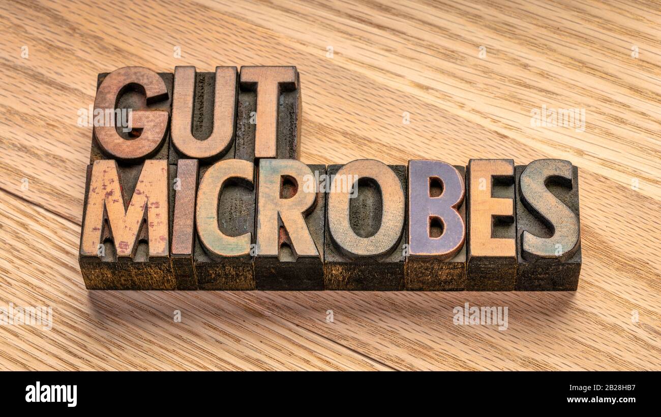 microbi gut in blocchi di legno vintage letterpress contro assi di legno granulare, concetto di salute digestiva Foto Stock