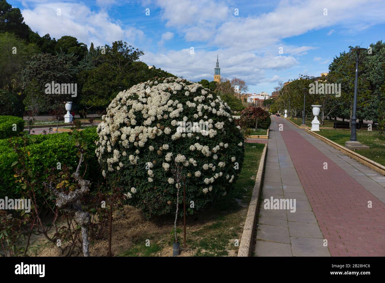 Fiore palla davanti alla primavera a Saragozza Foto Stock