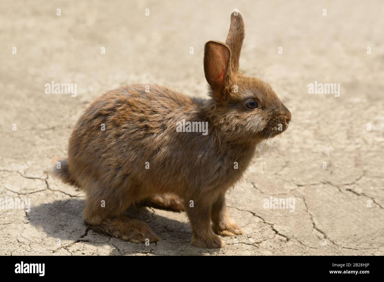 Cute coniglio marrone / coniglietto / su terra rurale spaccato sporco, primo piano Foto Stock