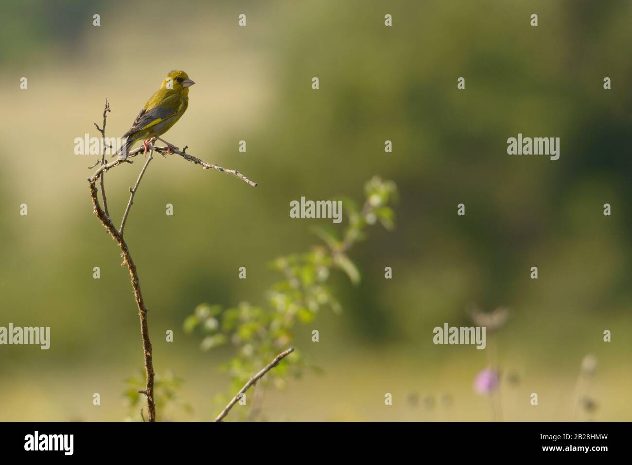 Uccello verdino appollaiato su un piccolo ramo. Uccello su uno sfondo verde naturale. Foto Stock