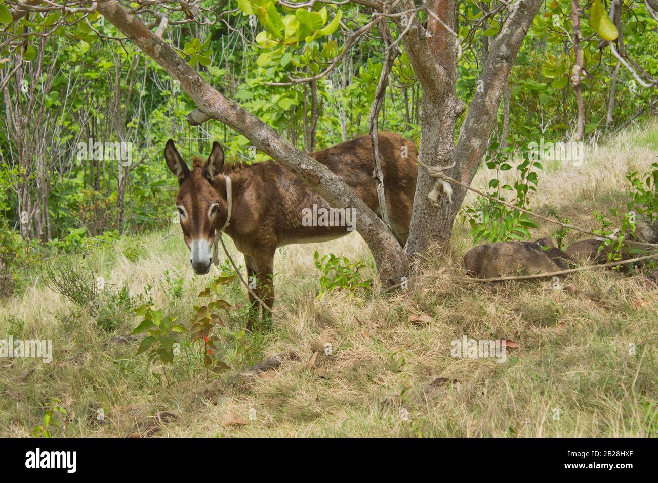 Asino animale bull animale prendere una pausa di metà pomeriggio sotto l'ombra di un albero di noci di anacardi nel mezzo dell'estate Foto Stock