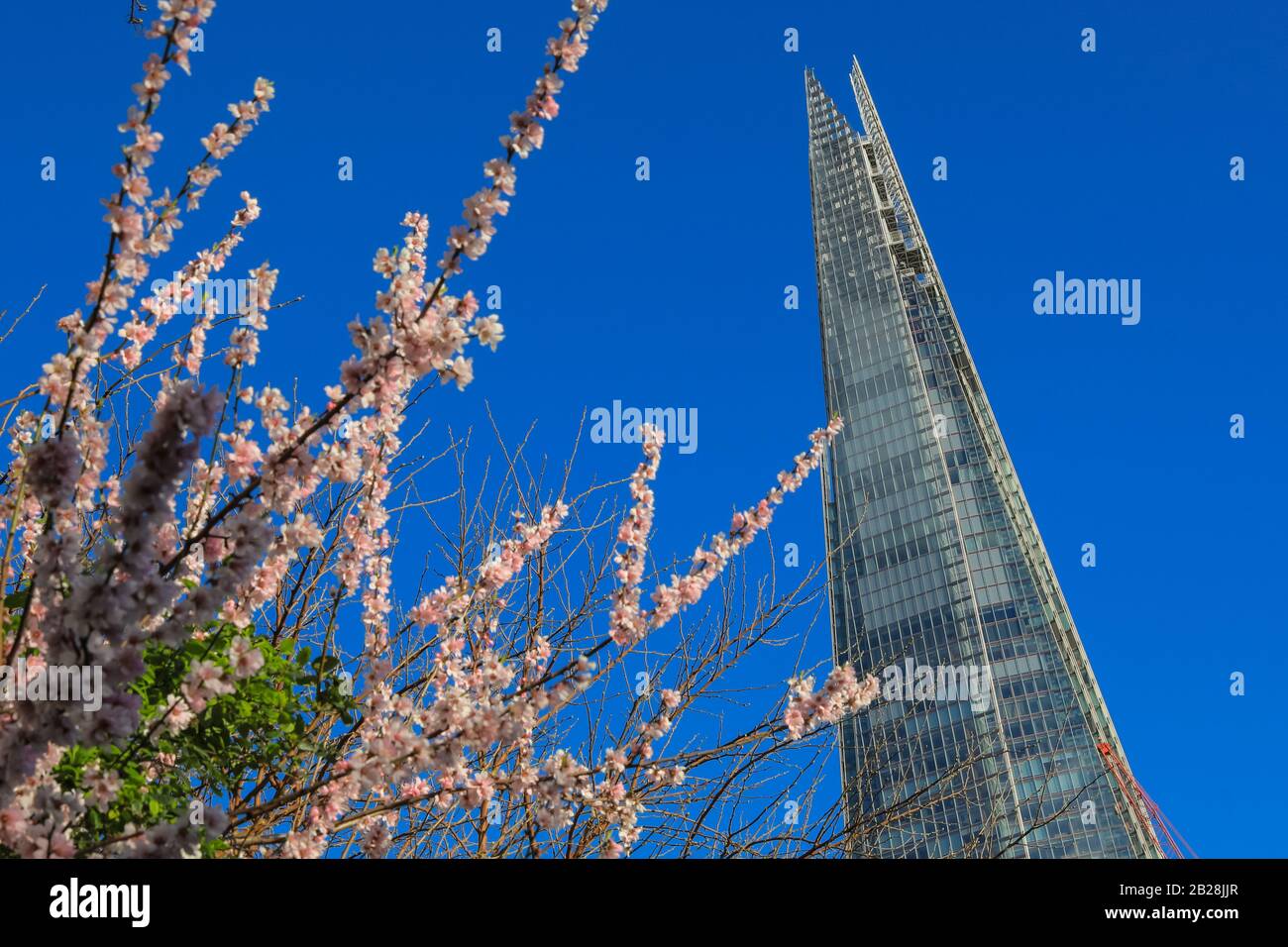 Londra, Regno Unito. 1st Mar, 2020. Londra ha visto un bel sole con cieli azzurri oggi con i primi segni di primavera in vista. Nonostante il recente clima tempestoso e la pioggia, alcuni fiori rosa arrossati potrebbero essere visti sugli alberi intorno al grattacielo Shard di Londra nella capitale. Credito: Imageplotter/Alamy Live News Foto Stock