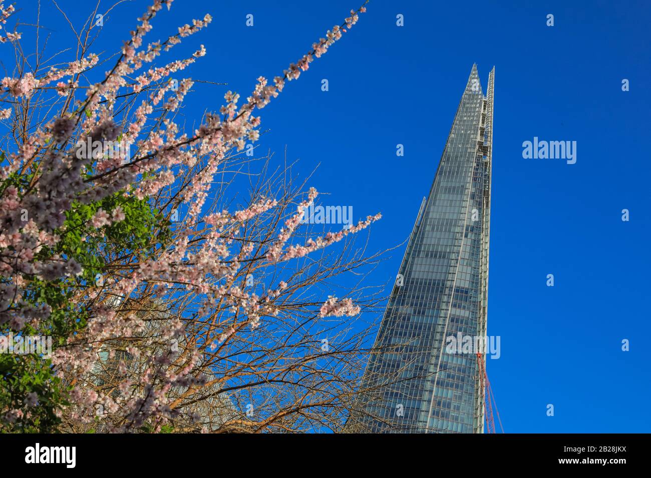 Londra, Regno Unito. 1st Mar, 2020. Londra ha visto un bel sole con cieli azzurri oggi con i primi segni di primavera in vista. Nonostante il recente clima tempestoso e la pioggia, alcuni fiori rosa arrossati potrebbero essere visti sugli alberi intorno al grattacielo Shard di Londra nella capitale. Credito: Imageplotter/Alamy Live News Foto Stock