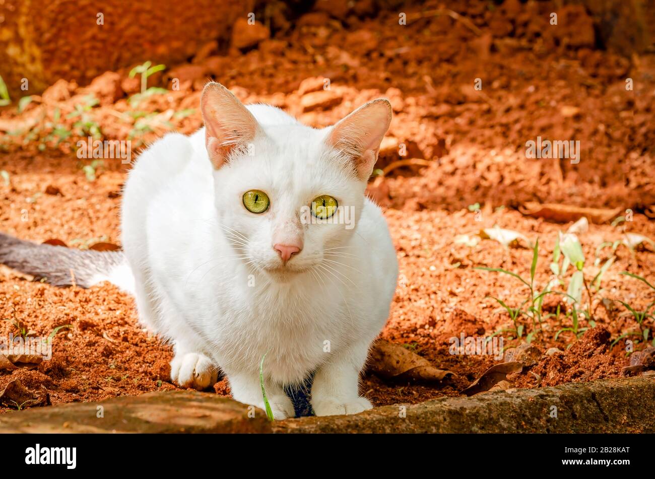 Gatto bianco guardando la macchina fotografica con i suoi occhi giallo grande nel giardino. Foto Stock
