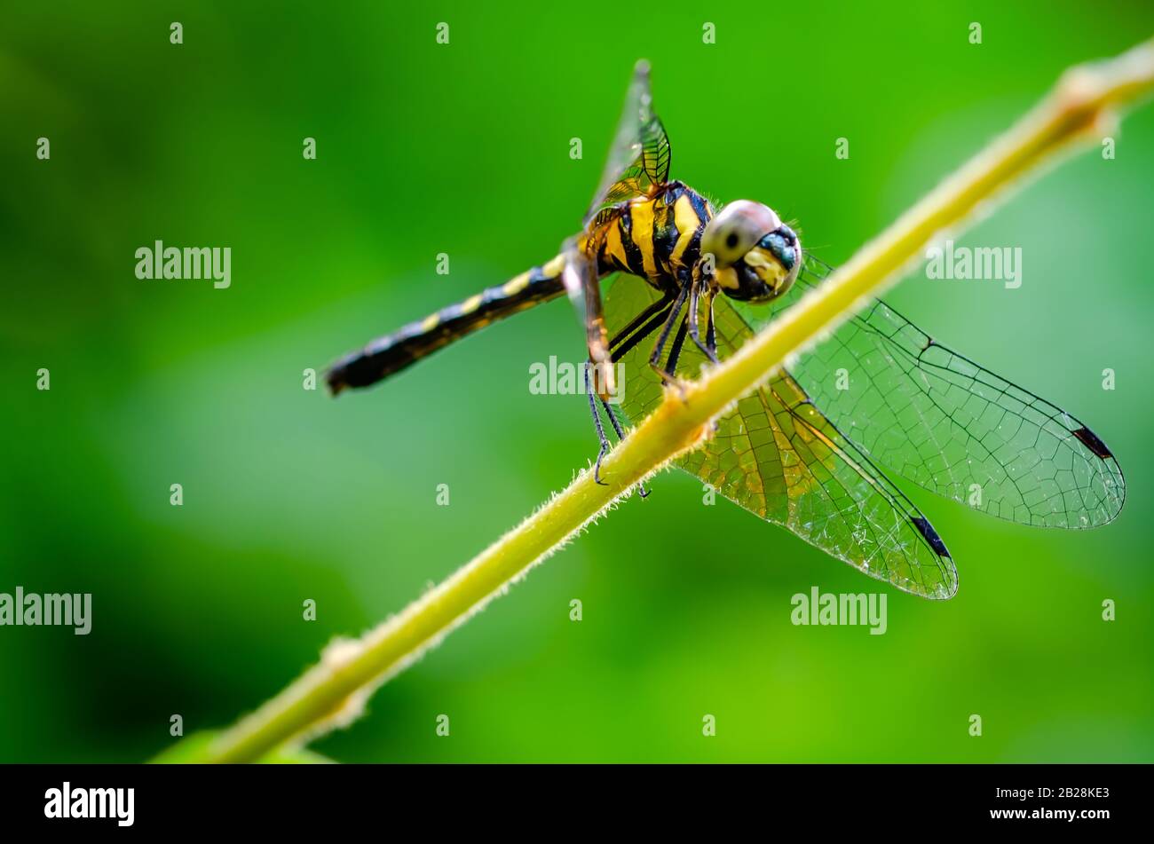 Dragonfly con strisce gialle appollaiate su uno stelo con sfondo verde sfocato. Foto Stock
