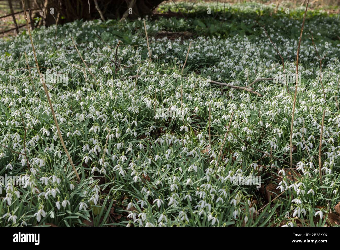 Groppa di gocce di neve (Galanthus sp) Foto Stock