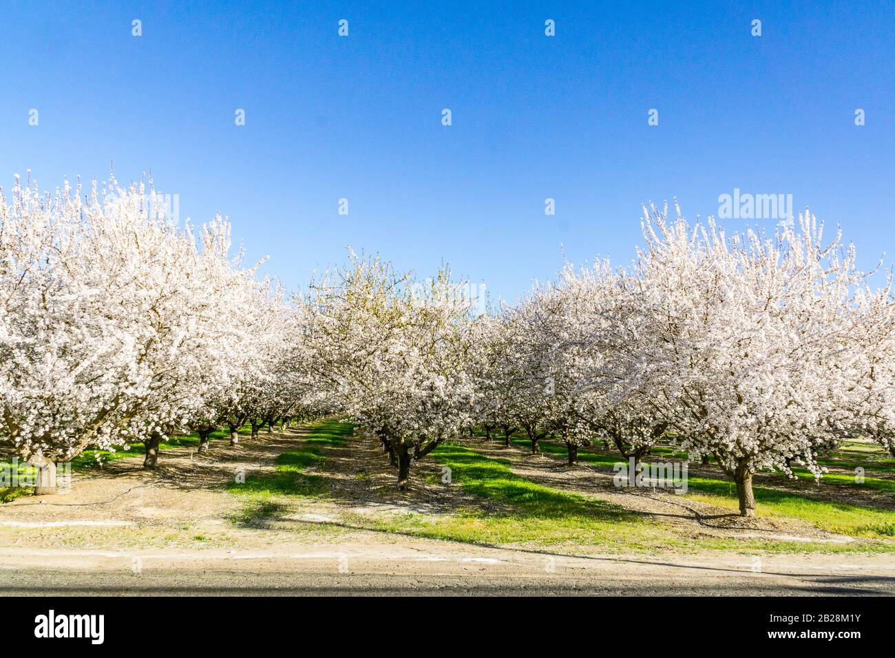 Come un gigantesco ciaspolino di mandorle fiorisce nel febbraio 2020 a causa del clima caldo e insolitamente caldo in California Foto Stock