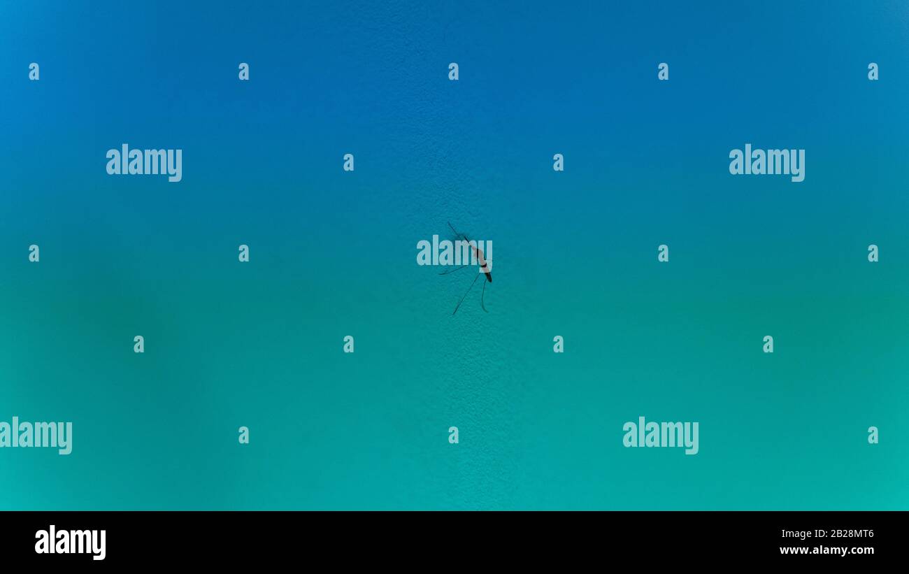 zanzara al muro verde chiaro Foto Stock