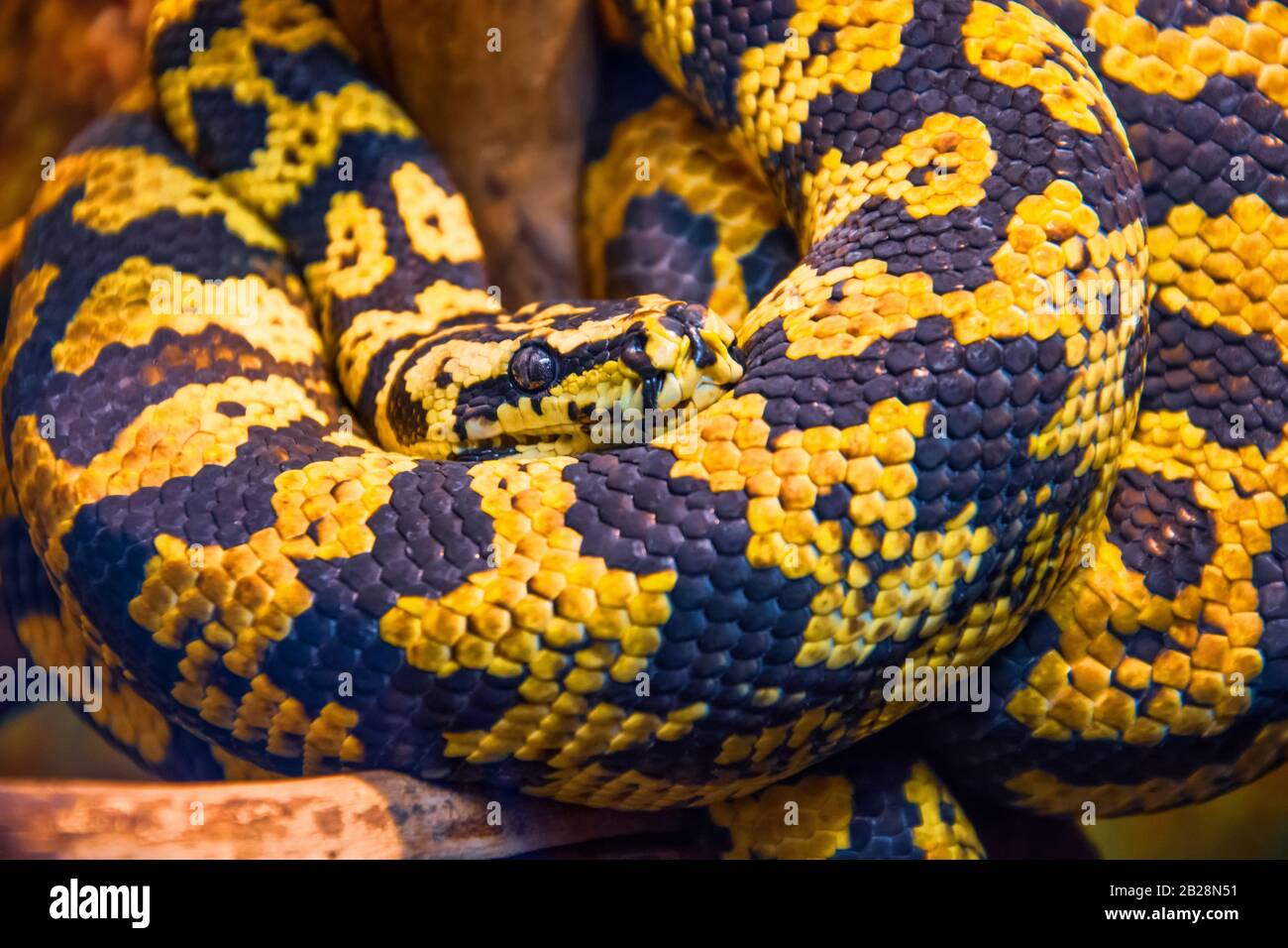 Python tappeto con colori giallo-nero, vista ravvicinata Foto Stock