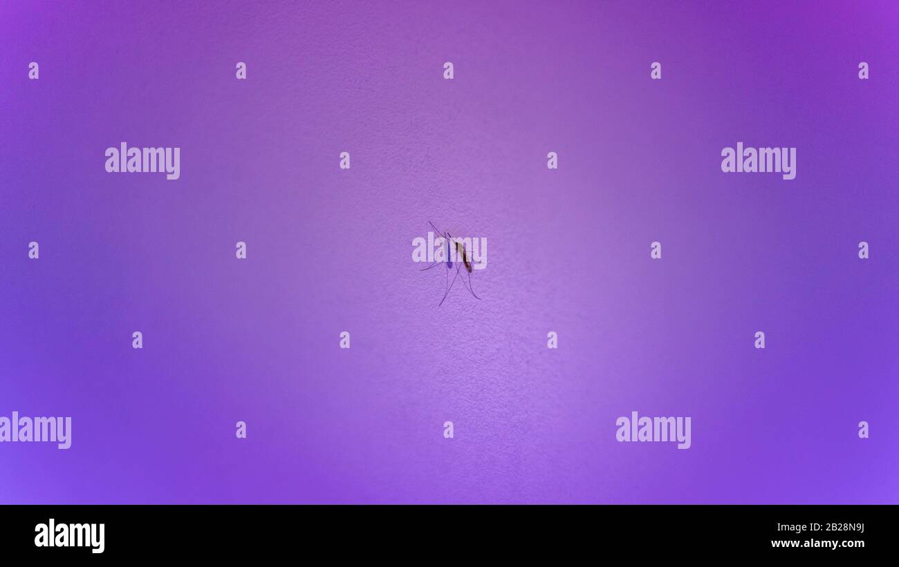 zanzara al muro di luce viola Foto Stock