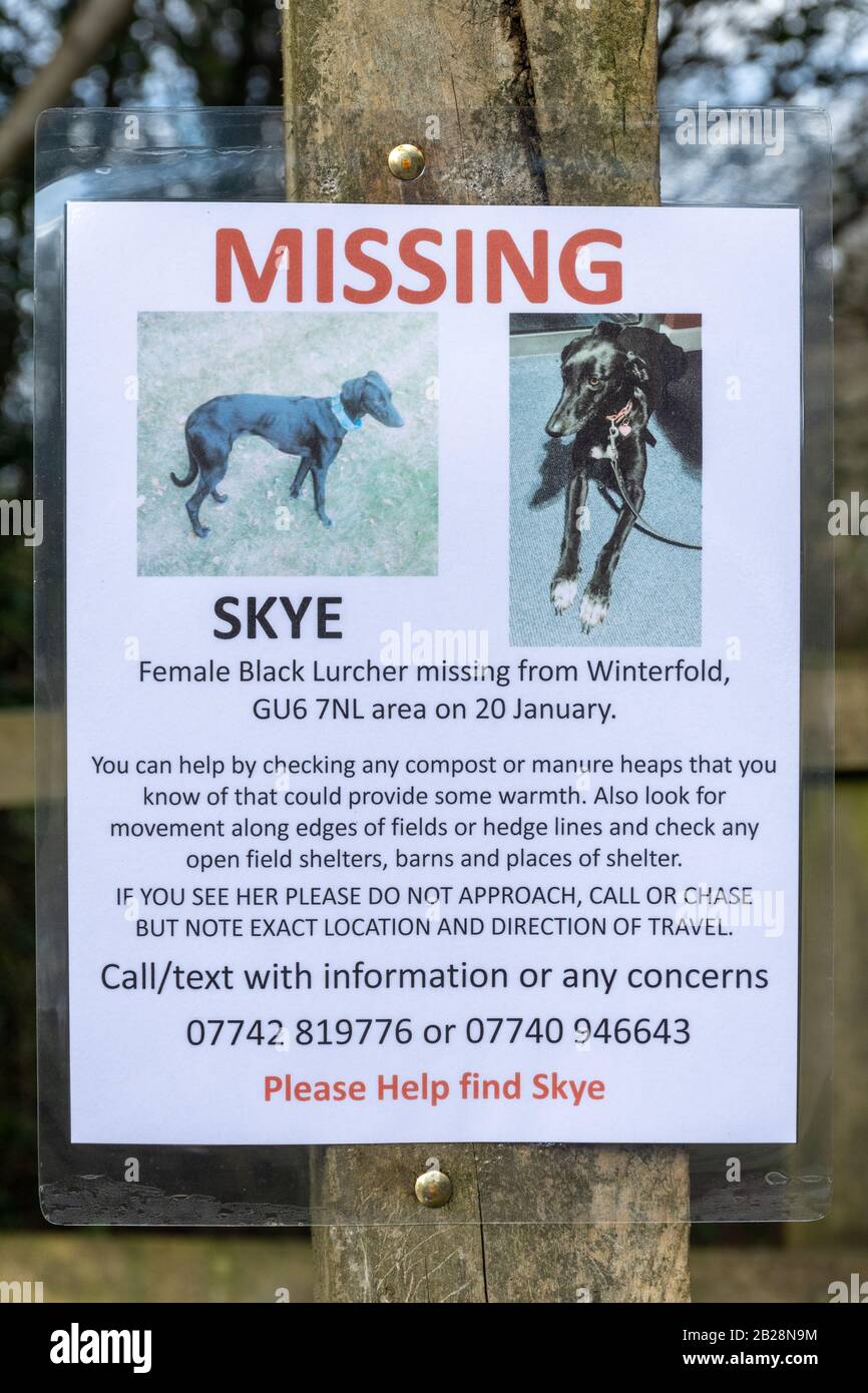 Avviso di cane mancante su un post in campagna, Regno Unito Foto Stock