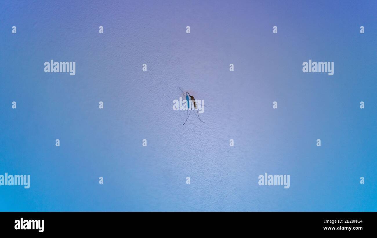 zanzara al muro di luce blu morbido Foto Stock